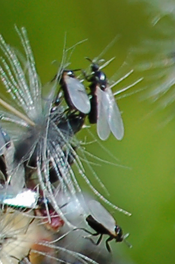 Sciami di moscerini: Scatopsidae e Bibionidae.